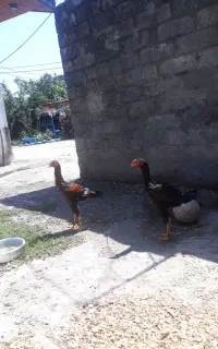 تخم مرغ لاری اصیل افغان دانگ بالا