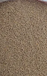 دان مرغ گوشتی و تخمگذار