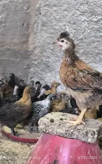 جوجه محلی و گلپایگانی