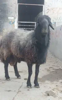 قوچ میش رون جوان