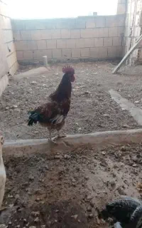 گمشده