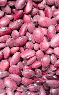 لوبیا قرمز
