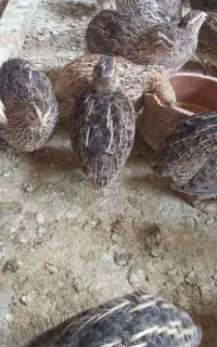 بلدرچین