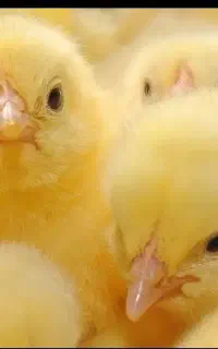 گوشتی،ومحلی برای خرید پیام بدید