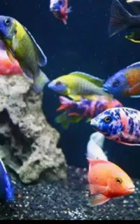 ماهی و آکواریوم