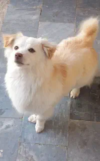 سگ خونگی
