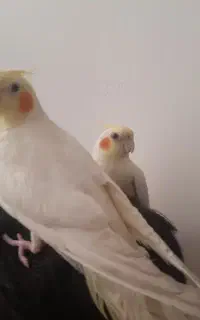 عروس هلندی نر