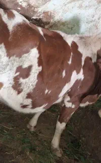 یک را گاو با گوساله ای نر