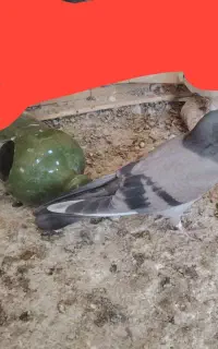 کبوتر گم شده