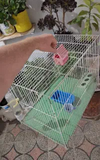 قفس پرنده