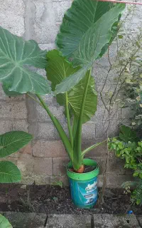 بابا آدم گلدانی
