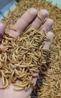 کرم میلورم ریز و درشت