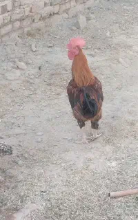 خروس