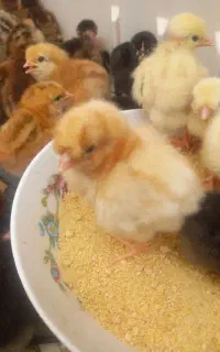 جوجه محلی  گلپایگان گردن گلابی و بلدرچین  نی‌ریز