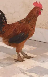خروس برهما گلین ۴ ماهه