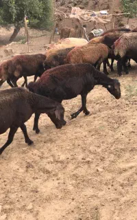 میش فشندی درجه یک ،بز ، بره نر ، بزغاله ، قوچ
