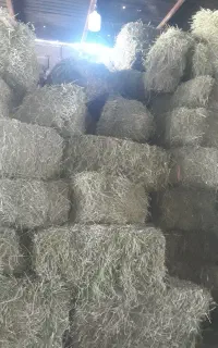 یونجه‌ موجود26مرداد2ایسوزو3تنی‌ جلوی دامداری شما