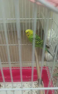 مرغ عشق  همراه با قفس و وسایل