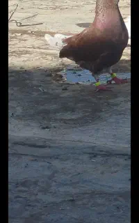 سرخ