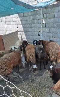 میش درجه۱