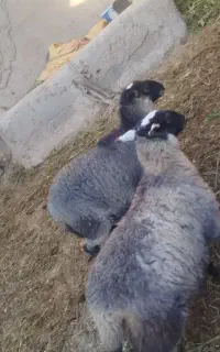 ۴عدد رومانوف چهار قلو زا