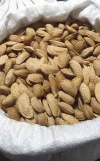 بادام شیرین امسالی