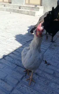 مرغ کاکلی و مرغ گوپین
