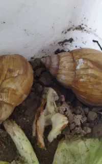 حلزون پرورشی