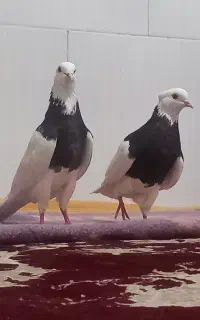 کبوتر طوقی