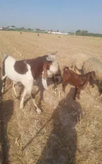 نربز گلا بی اصیل