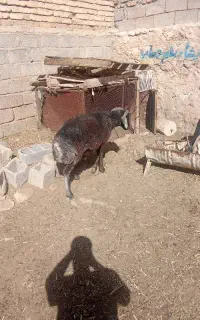 با سلام فروش بره قوچ  ملحه
