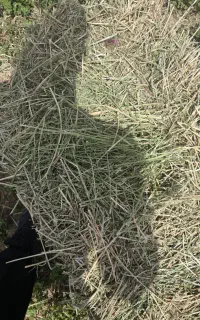 فروش یونجه
