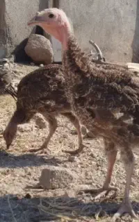 فروش جوجه بوقلمون ۲/۵ماهه برنز اصل (سنگین وزن)