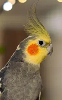 عروس هلندی گم شده