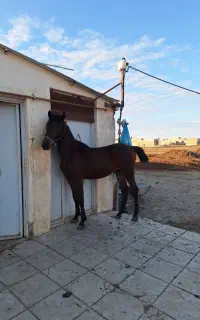 اسب
