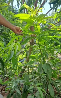 نهال انبه چهارفصل