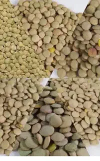 عدس تازه