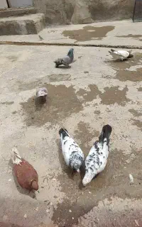کبوتر 8عدد