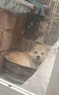 گم شده ها