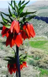 مریم گلی