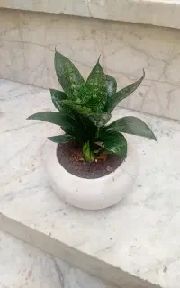 گل طبیعی