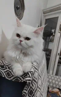 گربه پرشین