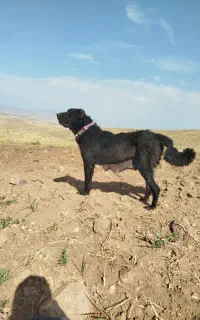 ماده قره سه ساله به علت نبود جا بفروش میرسد
