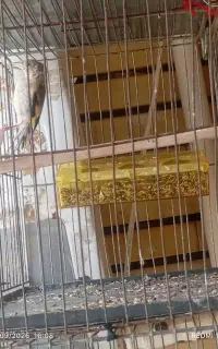 جوجه سهره نر زیر قیمت