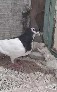خال سیاه نر