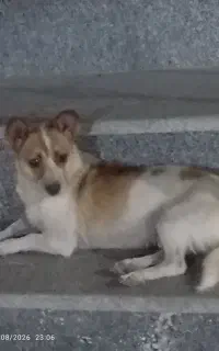 سگ نگهبان