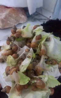 جوجه حلزون