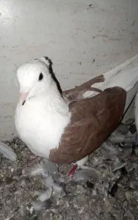 پشت سرخ