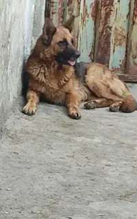 ژر ماده