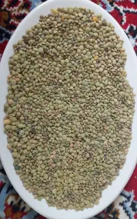 عدس
